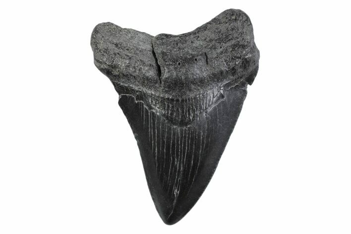 Serrated, Fossil Megalodon Tooth - South Carolina #362202